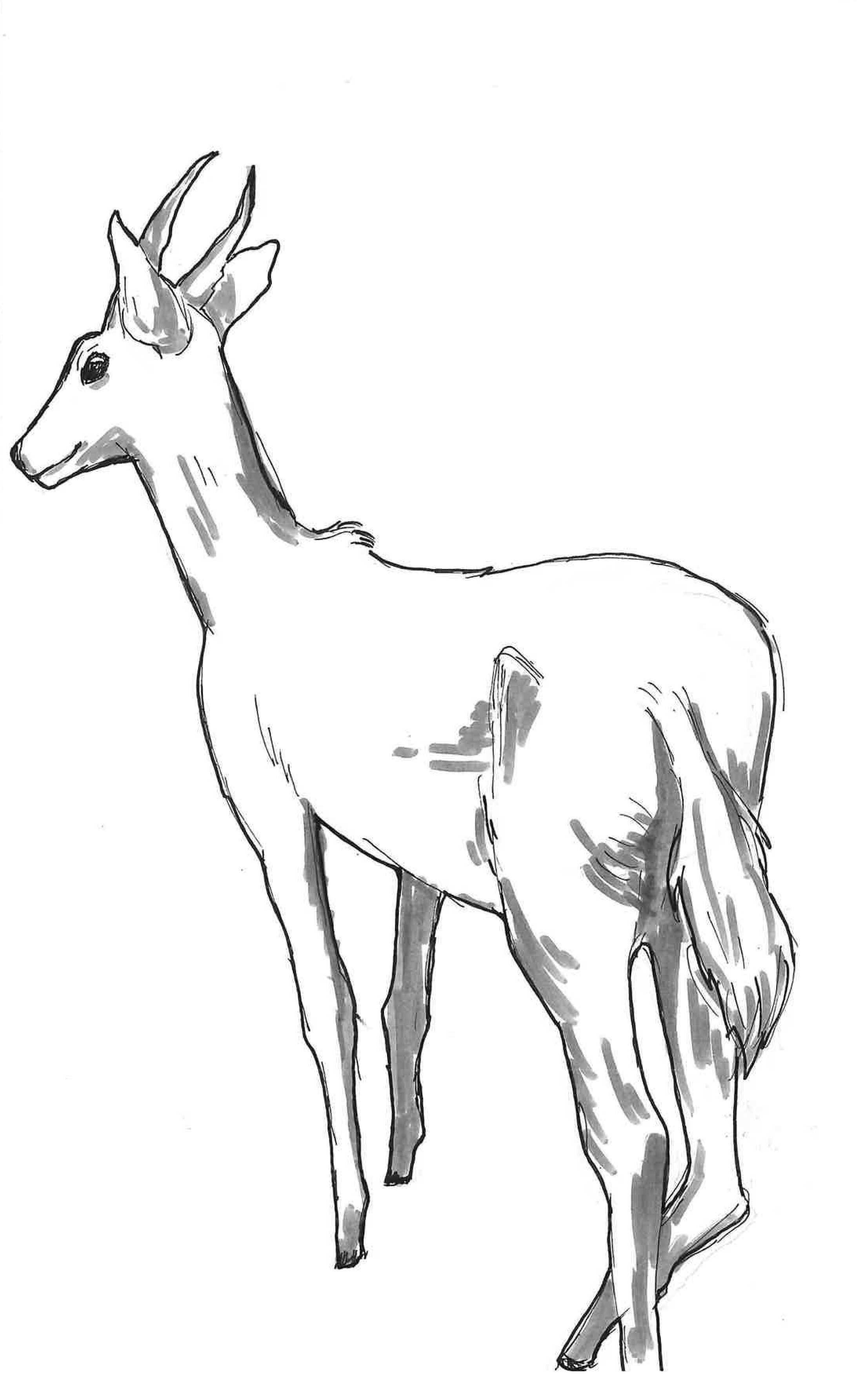 Antilope